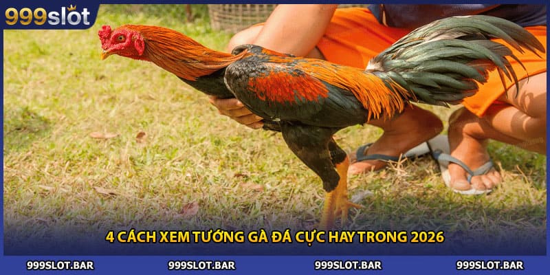 4 cách xem tướng gà đá cực hay trong 2026
