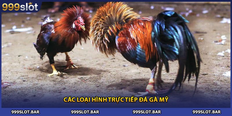 Các loại hình trực tiếp đá gà Mỹ