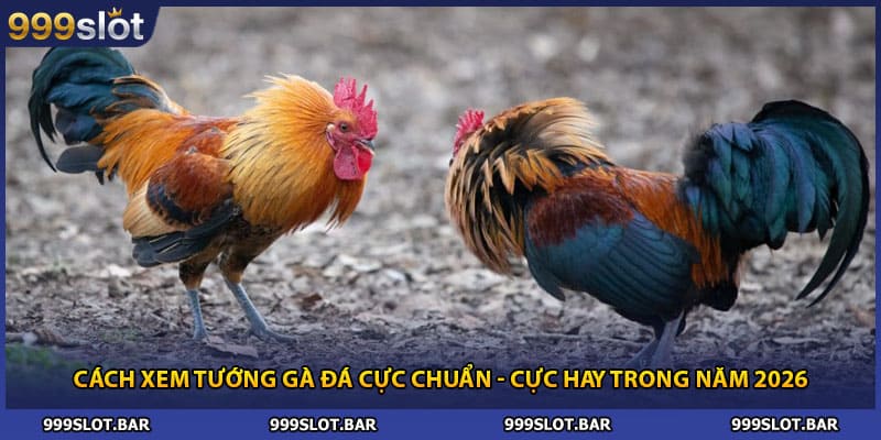 Cách Xem Tướng Gà Đá Cực Chuẩn - Cực Hay Trong Năm 2026