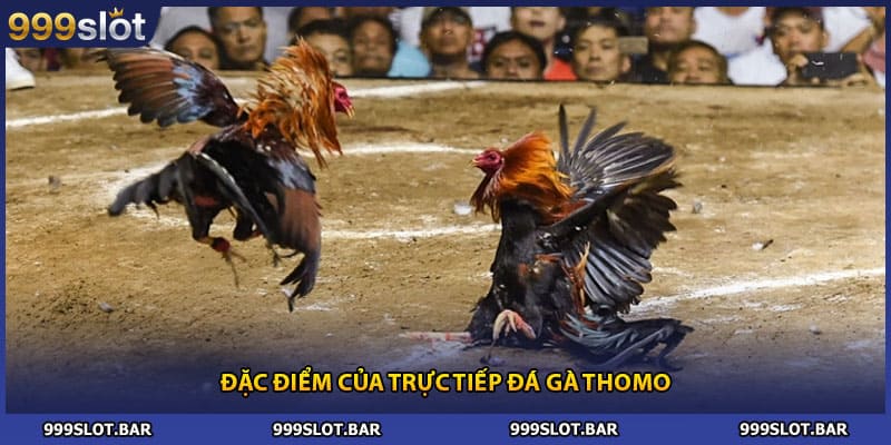 Đặc điểm của trực tiếp đá gà Thomo