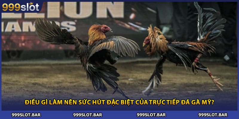 Điều gì làm nên sức hút đặc biệt của trực tiếp đá gà Mỹ?