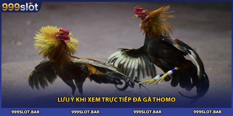 Lưu ý khi xem trực tiếp đá gà Thomo