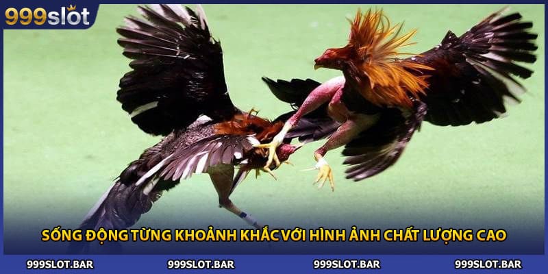Sống động từng khoảnh khắc với hình ảnh chất lượng cao