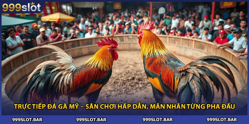 Trực Tiếp Đá Gà Mỹ – Sân Chơi Hấp Dẫn, Mãn Nhãn Từng Pha Đấu