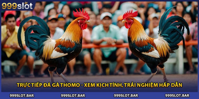 Trực Tiếp Đá Gà Thomo - Xem Kịch Tính, Trải Nghiệm Hấp Dẫn