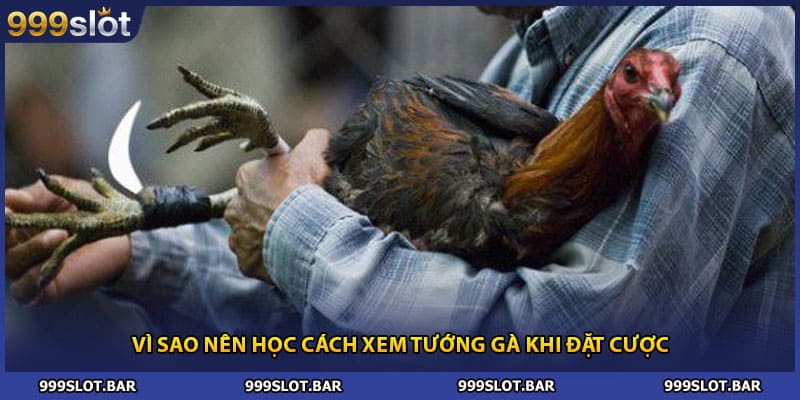 Vì sao nên học cách xem tướng gà khi đặt cược